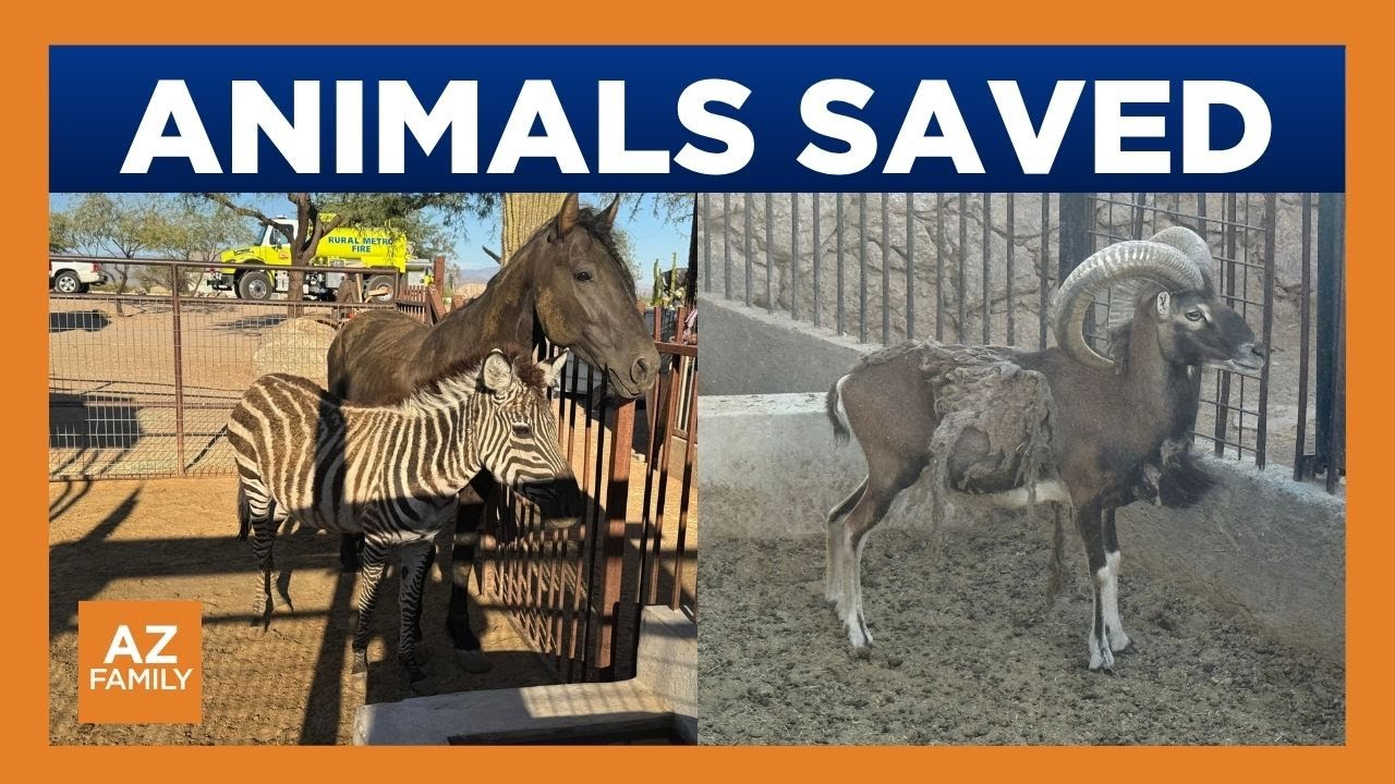 Activists weigh in on neglect case of exotic animals rescued in Rio ...