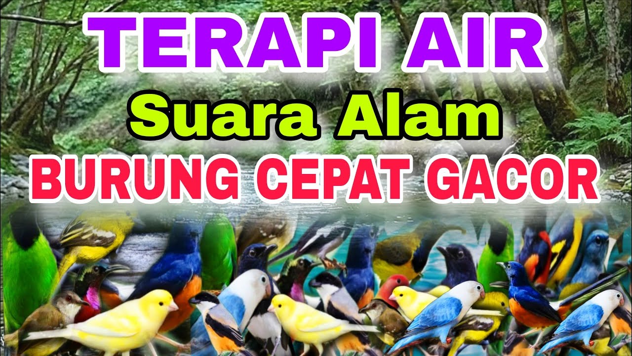 TERAPI AIR ALAM UNTUK BURUNG CEPAT GACOR, TERAPI AIR UNTUK SEMUA JENIS BURUNG MACET BUNYI