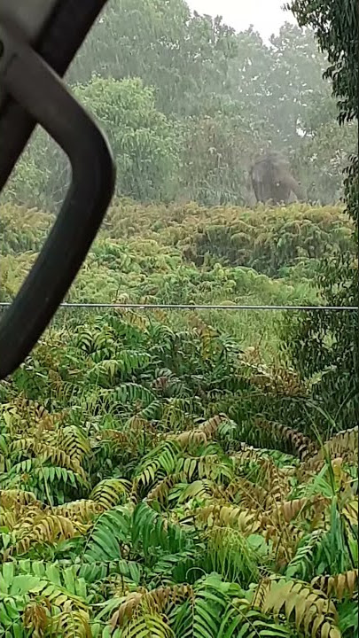gajah makan pokok sawit