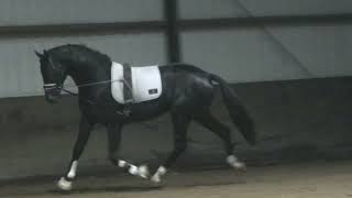 Celebrity 3 y old stallion by  Governor Apache. Net Worth