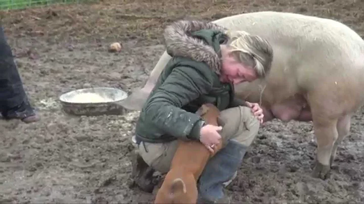 Meet the organic pigs at Michigan State University's student organic farm