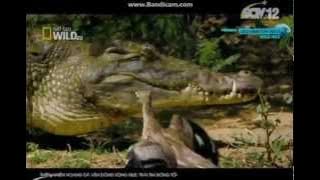 Thế giới Động Vật Hay Nhất 2015-Thiên Nhiên Hoang Dã Ven Sông Nile