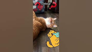 CATNIP DANCE PARTY 😺💗🎵-Cat Going Crazy Over Catnip-Sassy Kitty Cats-Funny Cat Video-#Shorts