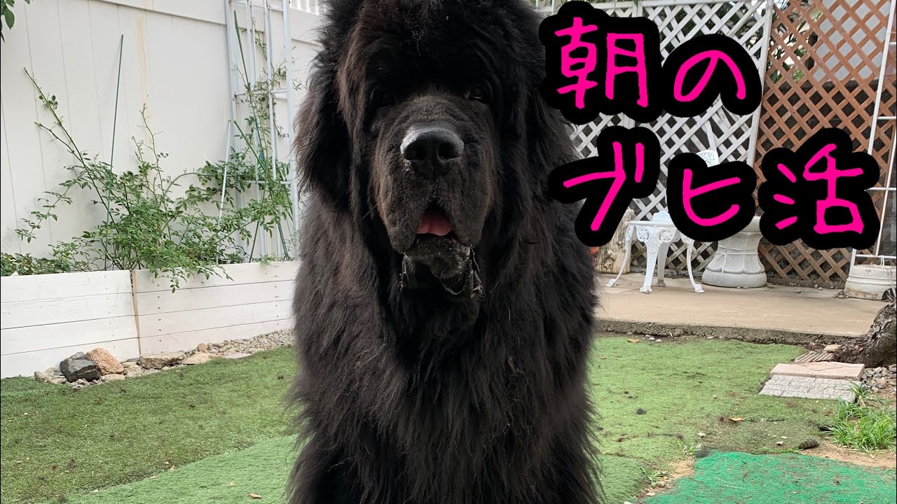 雨の日のブヒブヒ活動 超大型犬 大型犬 Newfoundland Youtube 雨の日のブヒブヒ活動 超大型犬 大型犬 Newfoundland Youtube