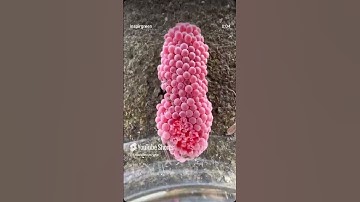 #اكسبلور #قران كريم #funny #المصحف #animals #ضحك #تيك توك #duet #kpop #blackpink 2