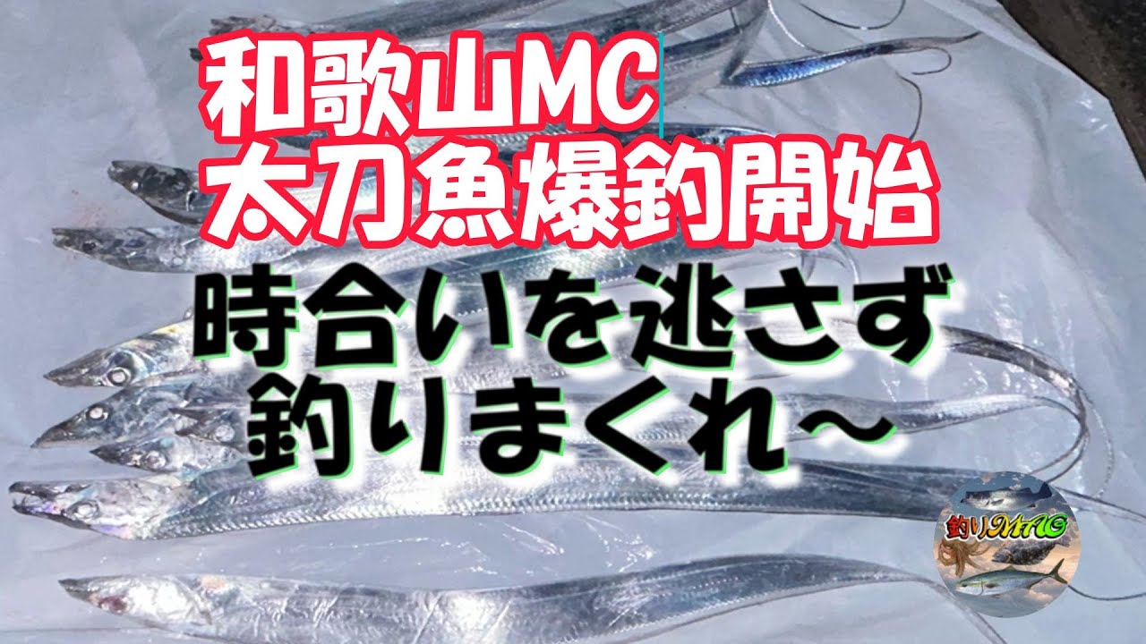 【太刀魚釣り】MCテンヤ　ノーカット連発