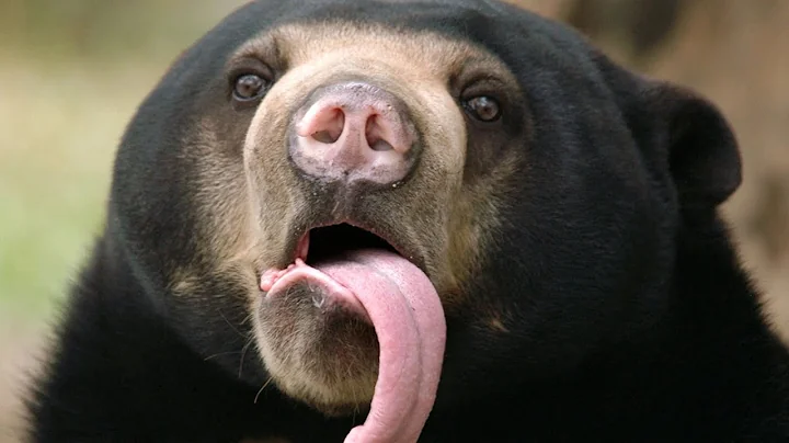 Hangzhou Zoo: Our sun bears are real, not humans in disguise