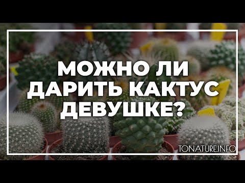 Можно ли дарить кактус девушке? | toNature.Info