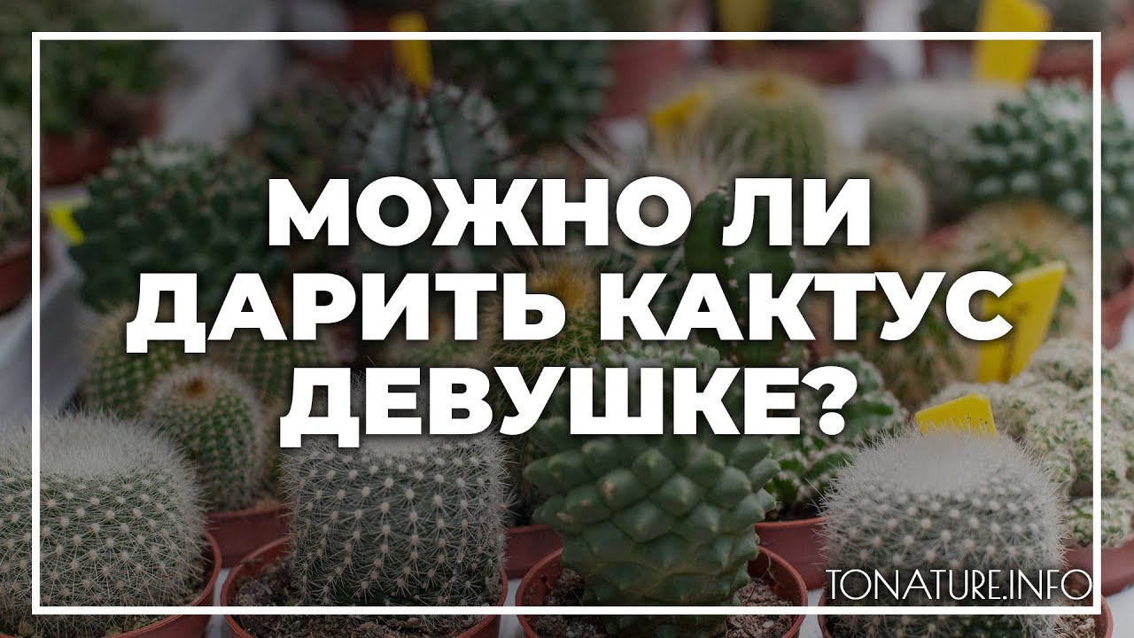 кактус в подарок девушке кактус в подарок девушке