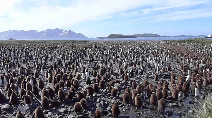 South Georgia / Salisbury Plain - King Penguin Colony