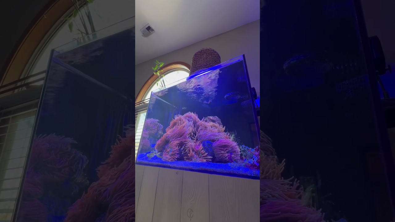 Tap on the 👆LINK ABOVE 👆to Learn EVERYTHING about Bubble Tip Anemone Husbandry / My Morning View