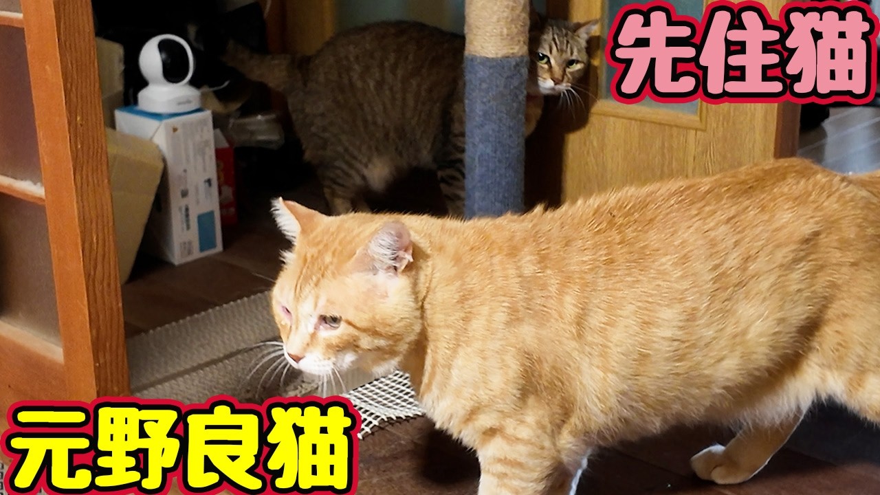 ねこすけさん専用 他社様　購入禁止です。 The Ex-Stray Cat Who Avoids Me at All Costs - YouTube