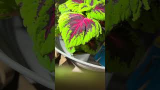 Emitter Comparison: FFL505A 6500K vs SFT60 6500K Part 1