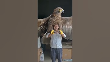 The terrifying power of eagles! 😳🦅