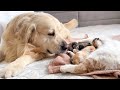 Golden Retriever Reacts to Mother Cat Feeding Baby Kittens