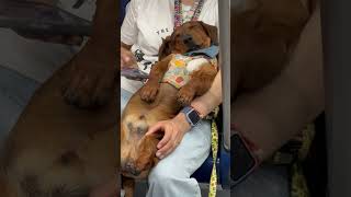 Dachshund Sleeps Comfortably On Subway Ride
