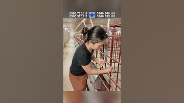 Hướng dẫn làm hệ thống uống nước linh hoạt cho heo