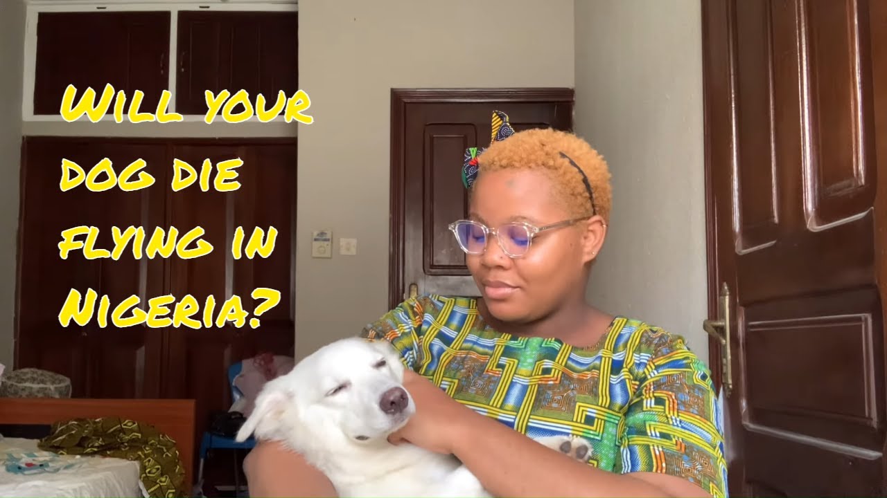 What to Do Before you TRAVEL with your Dog in Nigeria My Dog was in