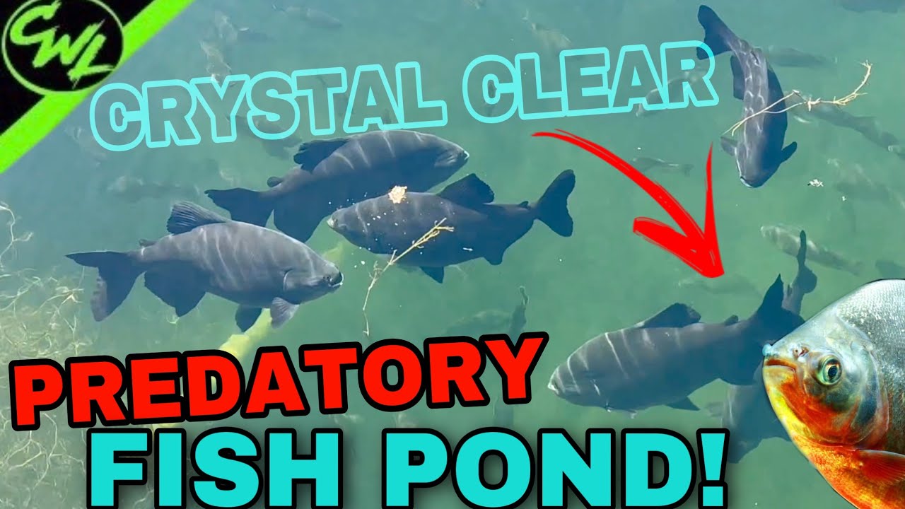 GIANT PREDATORY FISH POND!! YouTube