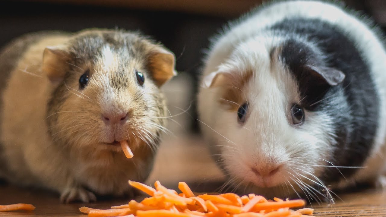 Adorable Hungry Guinea Pigs Eating Competition | Funny Guinea Pig Videos Compilation #01