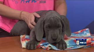 Coffee Conversation: Animal Allies Humane Society visits with Great Dane puppies