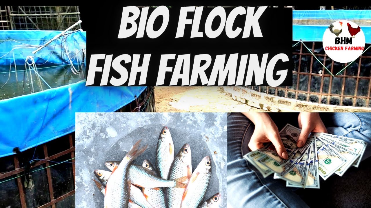 Advanced Biofloc Fish Farming Technology - YouTube