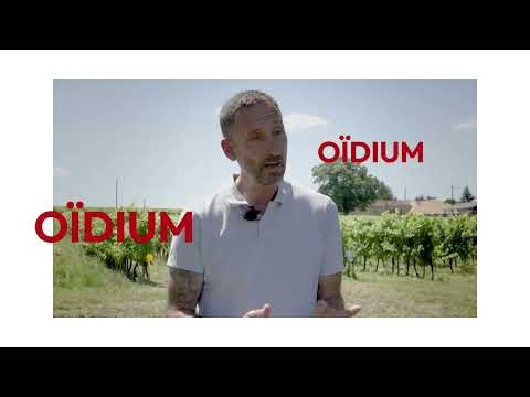 L’oïdium : l’ennemi invisible de vos vignes