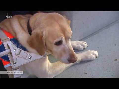 Video: Hundeführer-Etikette: 4 No-Gos Bei Der Annäherung An Blindenhunde