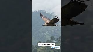 Pangot ka Sach: Yeh Koi Zoo Nahi Hai! 🦉🤫
