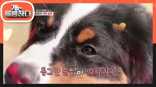 오늘의 견종 학습! 멸종에 처했던 스위스산 개 버니즈 마운틴 도그! [개는 훌륭하다/Dogs Are Incredible] 20200629