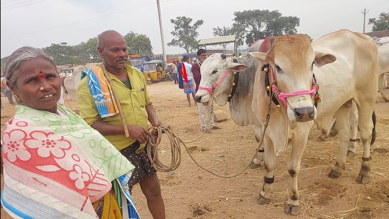 పెబ్బేరు సంతకి రెండు పళ్ళ కోడెలను తెచ్చిన కర్నూల్ జిల్లా మహిళా రైతు | Ongole Bulls prices in Pebbair