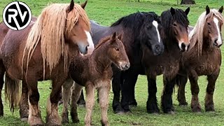 Caballo Hispano Bretón | Está DESAPARECIENDO de España