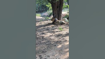 Hyderabad zoo|| Safari in Nehru Zoological park, Hyderabad #zoo #hyderabad #hyderabadzoopark