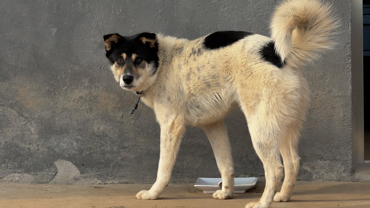 不看监控不知道，它真把它妈吓尿了