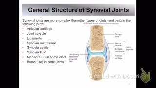 Anatomy 201: Ch8 Joints