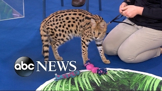 Jack Hanna brings a surprise animal live to 'GMA'