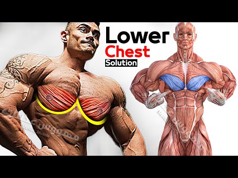 Vídeo: Com Construir Els Músculs Pectorals Inferiors