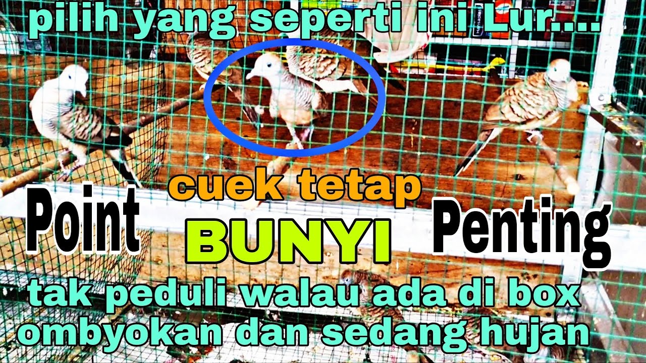 Cara Memilih Perkutut Ombyokan || Point Penting