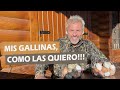 MIS GALLINAS, COMO LAS QUIERO!!!