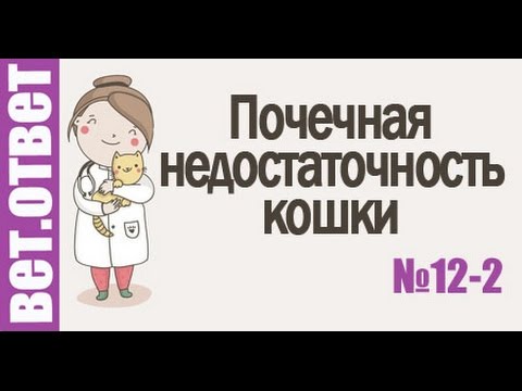 Почечная недостаточность кошки, проблемы с желудком. ВетОтвет 12-2