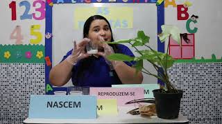 1º ANO CIÊNCIAS AS PLANTAS