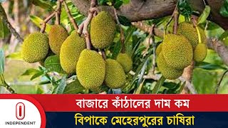 ফলন ভালো হলেও দাম নেই ,গাছেই নষ্ট কাঁঠাল | Jackfruit | Independent TV