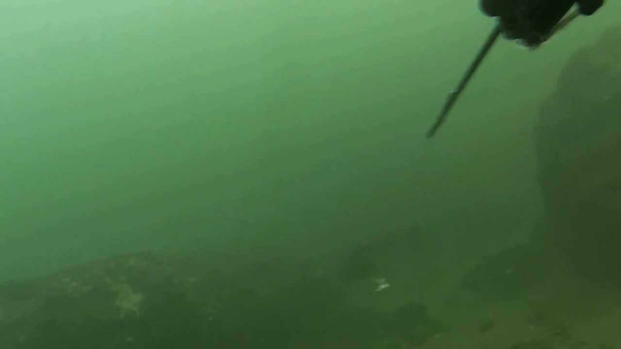 Spearfishing NJ togdivekill YouTube