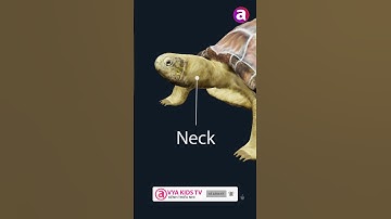 What are the parts of a TURTLE in English? #shorts