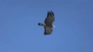 B-Boy vs Eagle