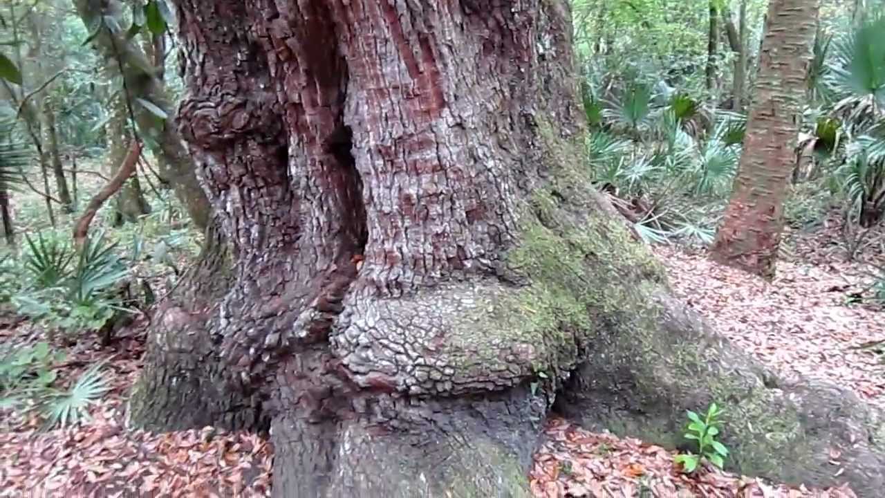 indian mounds in florida Big Tree!