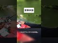 ついにカメラは捉えた‼︎ ブラックバスが本気で食う瞬間。#Shorts 『バス釣り』