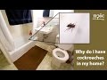 Why do I have cockroaches in my home?