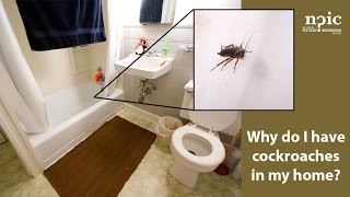 Why do I have cockroaches in my home?
