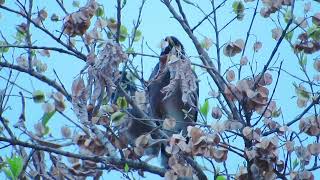 #birds #nature #beautifulnature #Indian myna